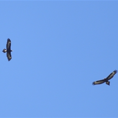 Aquila audax (Wedge-tailed Eagle) at Yarralumla, ACT - 16 Oct 2025 by TimL