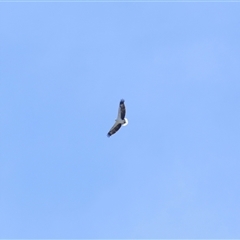 Icthyophaga leucogaster (White-bellied Sea-Eagle) at Parkes, ACT - 25 Oct 2025 by TimL