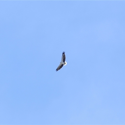 Icthyophaga leucogaster (White-bellied Sea-Eagle) at Parkes, ACT - 25 Oct 2025 by TimL