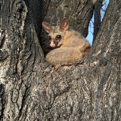 Trichosurus vulpecula (Common Brushtail Possum) at Parkes, ACT - 30 Sep 2025 by TimL