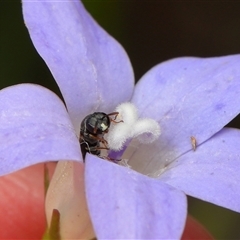 Braunsapis species (genus) (Reed bee) at Belconnen, ACT - 23 Oct 2025 by TimL