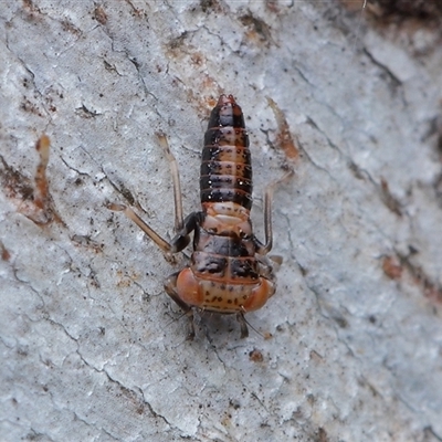 Cicadellidae (family) (Unidentified leafhopper) at Strathnairn, ACT - 23 Oct 2025 by TimL