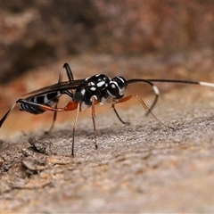 Stenarella victoriae (An ichneumon parasitic wasp) at Strathnairn, ACT - 23 Oct 2025 by TimL