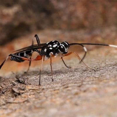 Stenarella victoriae (An ichneumon parasitic wasp) at Strathnairn, ACT - 23 Oct 2025 by TimL