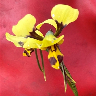 Diuris sulphurea (Tiger Orchid) at Bungendore, NSW - 25 Oct 2025 by yellowboxwoodland