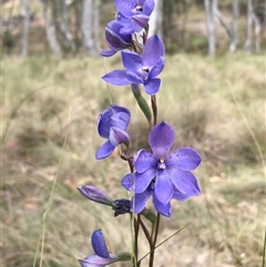 Thelymitra ixioides (Dotted Sun Orchid) at Borough, NSW - 25 Oct 2025 by mcleana