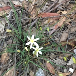 Thelionema caespitosum (Tufted Blue Lily) at Lower Borough, NSW - 26 Oct 2025 by mcleana