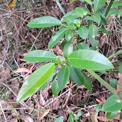 Croton verreauxii at Pappinbarra, NSW - 25 Oct 2025 by AngFrost