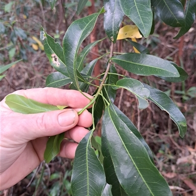 Acronychia oblongifolia at Pappinbarra, NSW - 25 Oct 2025 by AngFrost