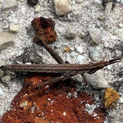 Morabidae (family) (Unidentified matchstick grasshopper) at Stirling Range National Park, WA - 10 Oct 2025 by CathB