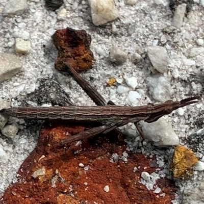 Morabidae (family) (Unidentified matchstick grasshopper) at Stirling Range National Park, WA - 10 Oct 2025 by CathB