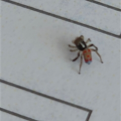 Maratus pavonis (Dunn's peacock spider) at Pialligo, ACT - 27 Oct 2025 by FeralGhostbat