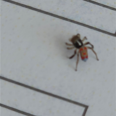 Maratus pavonis (Dunn's peacock spider) at Pialligo, ACT - 27 Oct 2025 by FeralGhostbat