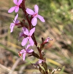 Stylidium lineare at Paddys River, NSW - 25 Oct 2025 by JaneR
