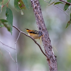 Pardalotus punctatus (Spotted Pardalote) at Denman Prospect, ACT - 26 Oct 2025 by withns