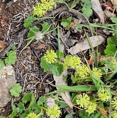 Hydrocotyle laxiflora (Stinking Pennywort) at Hawker, ACT - 25 Oct 2025 by sangio7