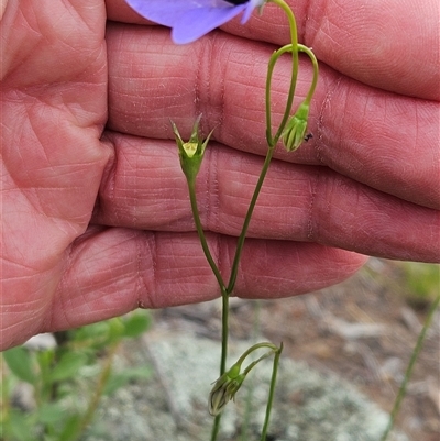 Wahlenbergia planiflora subsp. planiflora (Flat Bluebell) at Hawker, ACT - 25 Oct 2025 by sangio7