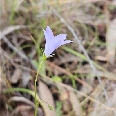 Wahlenbergia gracilenta (Annual Bluebell) at Hawker, ACT - 25 Oct 2025 by sangio7