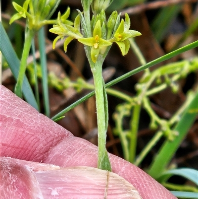 Pimelea curviflora var. sericea (Curved Riceflower) at Hawker, ACT - 25 Oct 2025 by sangio7