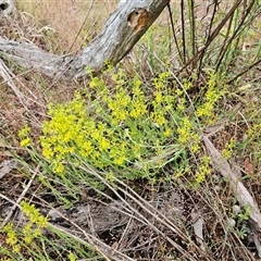 Pimelea curviflora var. sericea (Curved Riceflower) at Hawker, ACT - 25 Oct 2025 by sangio7