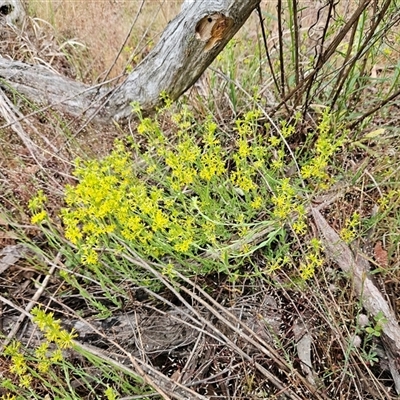 Pimelea curviflora var. sericea (Curved Riceflower) at Hawker, ACT - 25 Oct 2025 by sangio7