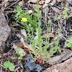 Hypericum gramineum (Small St Johns Wort) at Hawker, ACT - 25 Oct 2025 by sangio7