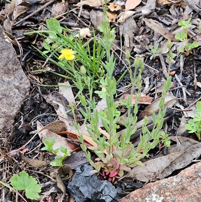 Hypericum gramineum (Small St Johns Wort) at Hawker, ACT - 25 Oct 2025 by sangio7