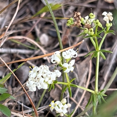 Asperula conferta (Common Woodruff) at Oaks Estate, ACT - 23 Oct 2025 by KaiDewPHD