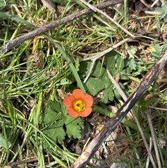 Modiola caroliniana (Red-flowered Mallow) at Oaks Estate, ACT - 23 Oct 2025 by KaiDewPHD