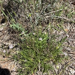Vittadinia muelleri (Narrow-leafed New Holland Daisy) at Campbell, ACT - 23 Oct 2025 by KaiDewPHD