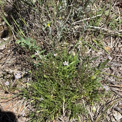 Vittadinia muelleri (Narrow-leafed New Holland Daisy) at Campbell, ACT - 23 Oct 2025 by KaiDewPHD