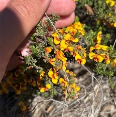 Dillwynia sericea (Egg And Bacon Peas) at Campbell, ACT - 23 Oct 2025 by KaiDewPHD