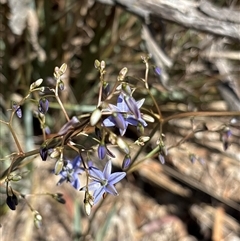 Dianella (genus) (Flax Lily) at Campbell, ACT - 23 Oct 2025 by KaiDewPHD