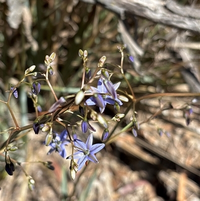Dianella (genus) (Flax Lily) at Campbell, ACT - 23 Oct 2025 by KaiDewPHD