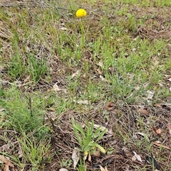 Craspedia variabilis (Common Billy Buttons) at Hawker, ACT - 26 Oct 2025 by sangio7
