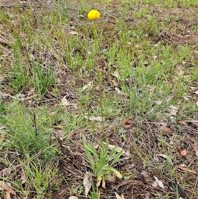 Craspedia variabilis (Common Billy Buttons) at Hawker, ACT - 26 Oct 2025 by sangio7