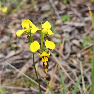 Diuris sulphurea (Tiger Orchid) at Hawker, ACT - 26 Oct 2025 by sangio7