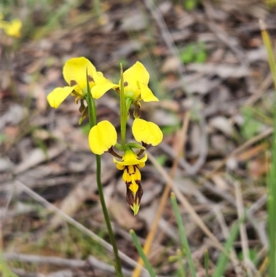 Diuris sulphurea (Tiger Orchid) at Hawker, ACT - 26 Oct 2025 by sangio7