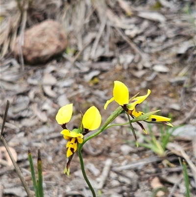 Diuris sulphurea (Tiger Orchid) at Hawker, ACT - 26 Oct 2025 by sangio7