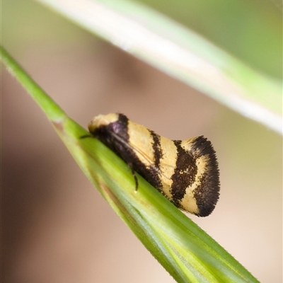 Olbonoma triptycha (Chezela Group) at Murrumbateman, NSW - 27 Oct 2025 by amiessmacro