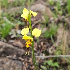 Diuris sulphurea (Tiger Orchid) at Hawker, ACT - 26 Oct 2025 by sangio7