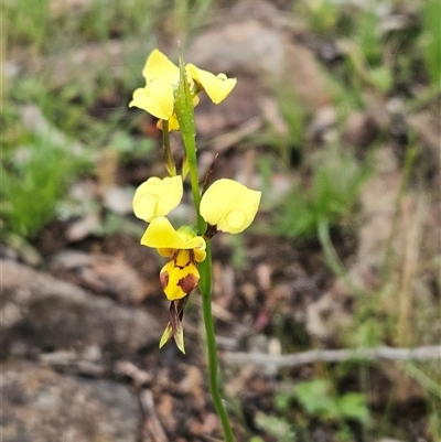 Diuris sulphurea (Tiger Orchid) at Hawker, ACT - 26 Oct 2025 by sangio7