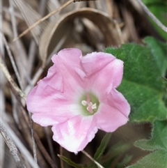 Convolvulus angustissimus (Pink Bindweed) at Murrumbateman, NSW - 27 Oct 2025 by amiessmacro