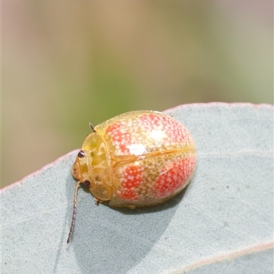 Paropsisterna fastidiosa (Eucalyptus leaf beetle) at Murrumbateman, NSW - 27 Oct 2025 by amiessmacro