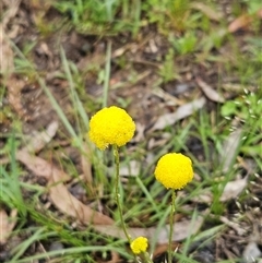 Craspedia variabilis (Common Billy Buttons) at Hawker, ACT - 26 Oct 2025 by sangio7