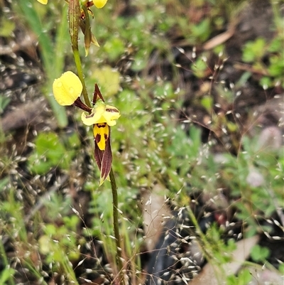 Diuris sulphurea (Tiger Orchid) at Hawker, ACT - 26 Oct 2025 by sangio7