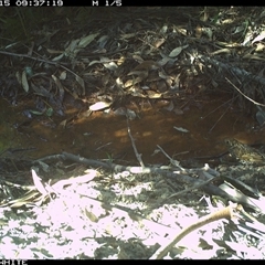 Zoothera lunulata at Bermagui, NSW - 15 Oct 2025 by TheCrossingLand