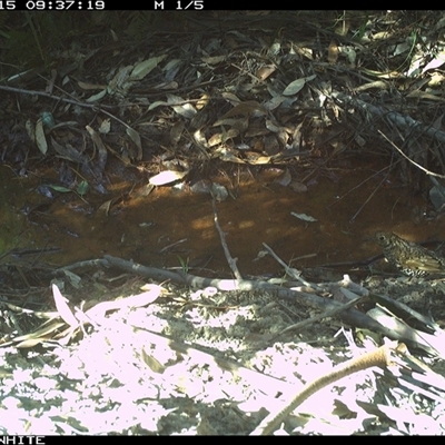 Zoothera lunulata at Bermagui, NSW - 15 Oct 2025 by TheCrossingLand