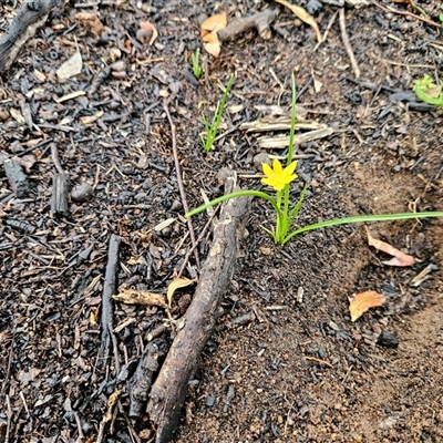 Hypoxis hygrometrica (Golden Weather-grass) at Hawker, ACT - 26 Oct 2025 by sangio7