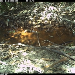 Pseudonaja textilis at Bermagui, NSW - 16 Oct 2025 by TheCrossingLand